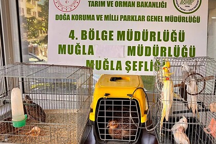 muğla kaçak hayvan ticareti