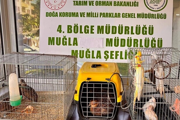 muğla kaçak hayvan ticareti