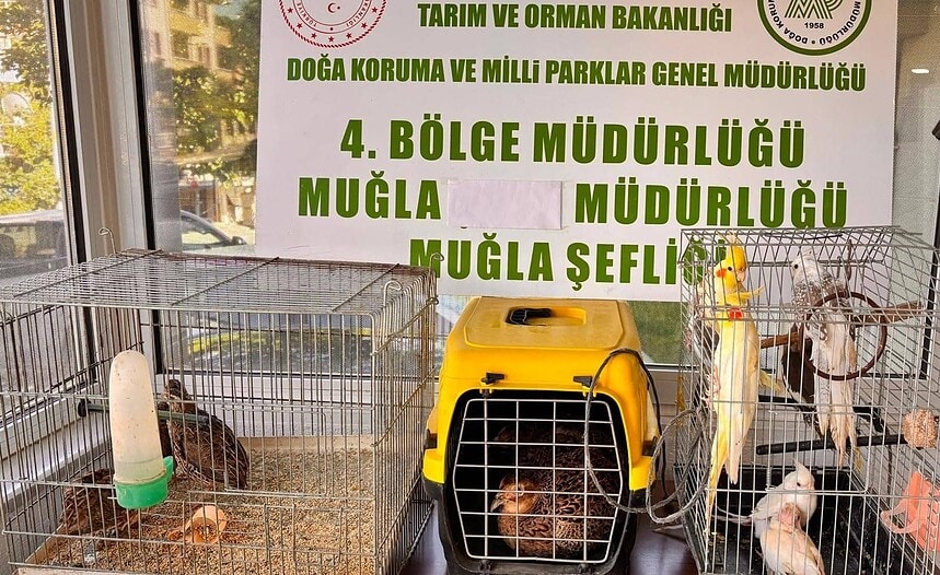 muğla kaçak hayvan ticareti