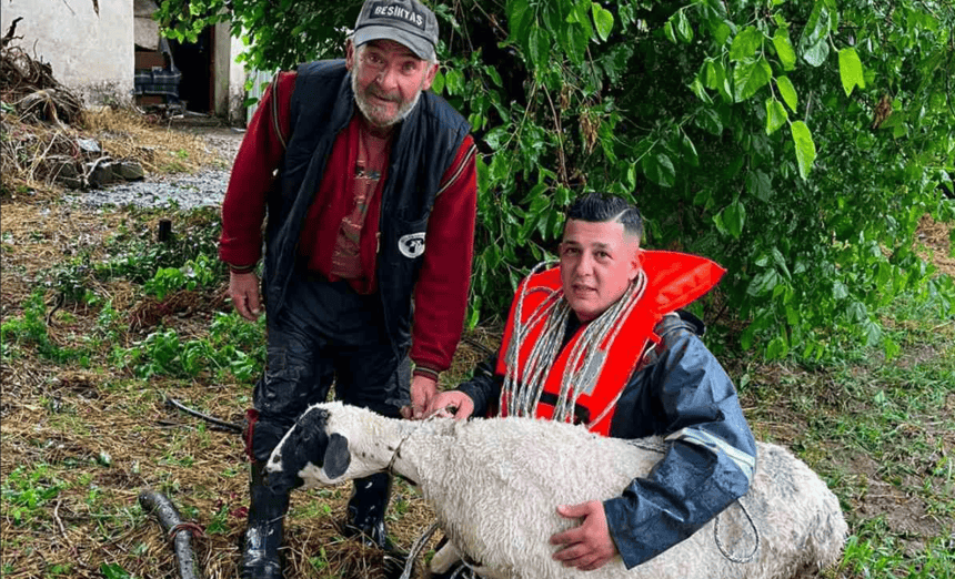 muğla karabağlar yaylası koyun