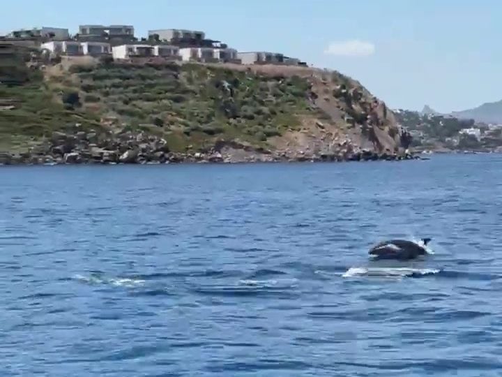 bodrum yunus sürüsü